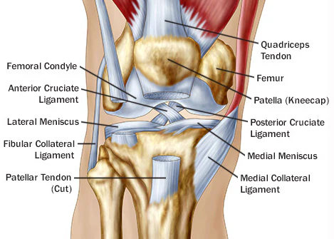 An anatomical view of knee muscles from the back, highlighting the quadriceps and hamstrings.