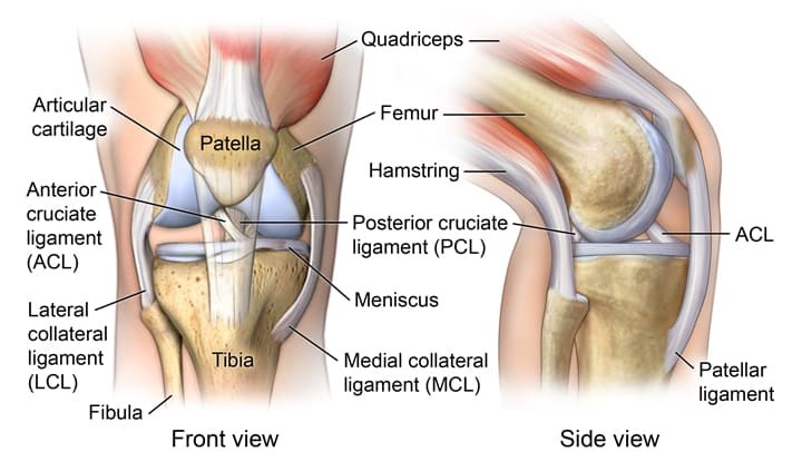 An anatomical view of knee muscles from the back, highlighting the quadriceps and hamstrings.